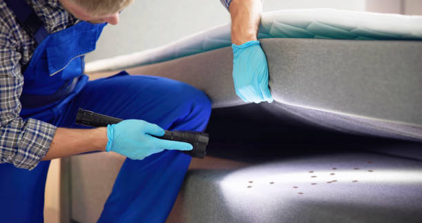 Best Ant Control Services  in Chesapeake, VA