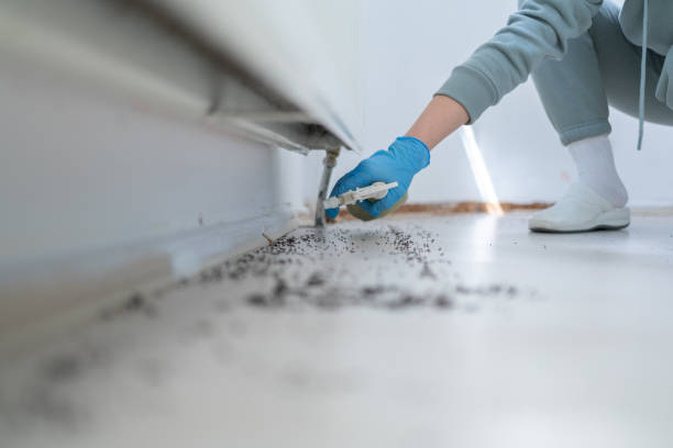 Best Best Pest Control Companies  in Chesapeake, VA